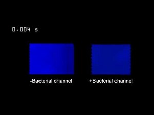 Bacterial genes may enhance human cell signaling