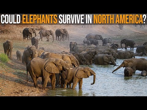 Could Elephants Survive In North America?