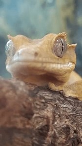 Yellow Gecko On Tree Trunk Close-up Stock Footage Video (100% Royalty-free) 3682254723 | Shutterstock