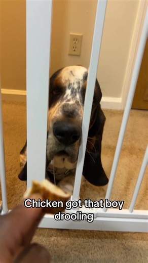 Pluto's Favorite: Chicken vs. Peanut Butter Taste Test