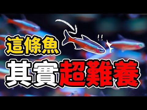 這隻魚其實沒有那麼好養？！新手千萬別碰的五種魚！Five kinds of fish should never touch!