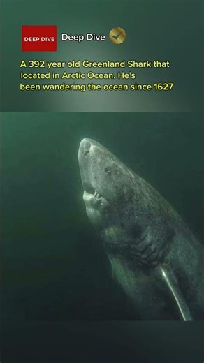 392 Year Old Shark 🦈
