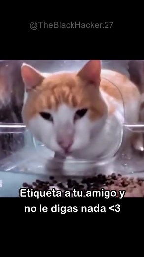 Starla y El Musculoso: Memes y Cosplay Increíbles