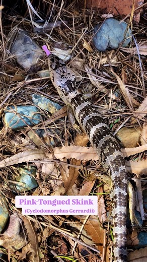 JEN WILD on Instagram: "PINK-TONGUED SKINK 🦎😝 (Cyclodomorphus Gerrardii) These beautiful lizards are often confused as its blue-tongued cousin, the pink-tongued skink is a lizard native to Australia. True to their name adult pink-tongued skinks do have pink tongues! However, they are born with a blue tongue that will change colour from blue to pink as they mature. Did you know? Unlike their eastern blue-tongued relative, the pink-tongued skinks have well-formed, long limbs with long tails. Pin