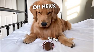 Golden Retriever Meets Giant Bug