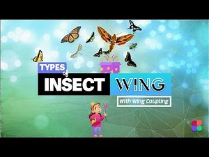 Types of Insect wings | Wing Coupling Mechanisms 🔥 | Entomology Lecture | Wing Venation
