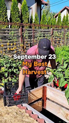My Best Harvest. This year, I managed to grow my best ever crop of bell peppers. It's not the biggest, but it's the best. Next year, I am sure that the harvest will be bigger and even better, since now I know what and how to do. After I have filmed all the material, I will edit a detailed video in which I will share my observations. Subscribe and you will definitely be in the know. | Harvest Garden