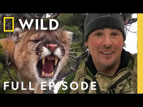 Stalking the Mountain Lion (Full Episode) | America the Wild | Nat Geo Animals