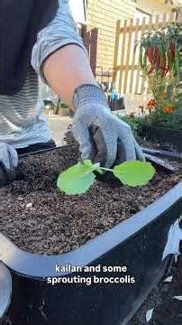 Lidya’s getting her pots ready for autumn garden crops – the easy way! @lids.minigarden #tuigarden