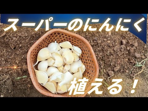 #142 【裏ワザ】この時期にスーパーのにんにくを植えると来年たくさん収穫できます