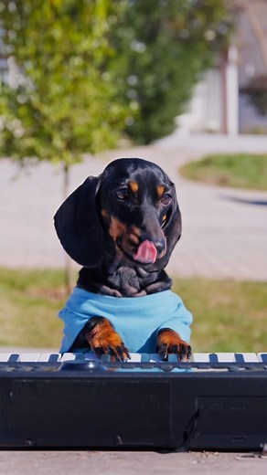 227K views · 2.8K reactions | Move your body!!!  | Puppy Jay & Doxie Din | Facebook