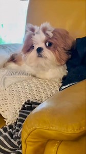 1.5K views · 4.9K reactions | Pov: You forgot the treats were supposed to be served at 5:00 sharp. #fblifestyle #shihtzu #shitzupuppy #shitzu #doglife | Liberty Federico Ibong Adarna | Facebook