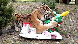 284K views · 16K reactions | Watch as a variety of our big cats, including tigers, bobcats, servals, Savannah cats, and a leopard, receive gifts of trees and holiday enrichment. Happy Holidays! | Big Cat Rescue | Facebook
