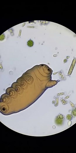 The Microscopic World: A Tardigrade Says Hello