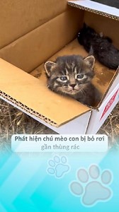 95K views · 5.4K reactions | Mèo con may mắn gặp được thiên thần của đời mình 殺 #thucung #thucungvuinhon #dongvat #cuncon #reels #xuhuong #funny | Pets99 | Facebook