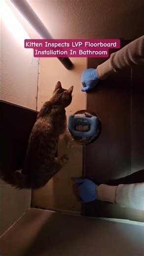 Kitten inspects LVP Flooring Installation 😼 #diy #bathroomrenovation #cat