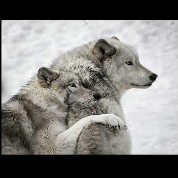🌲 4K THE WORLD’S MOST BEAUTIFUL WOLF FOOTAGE | CINEMATIC 4K TRANQUILITY FOR STRESS RELIEF