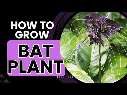How to Grow the BAT PLANT in a TROPICAL GARDEN