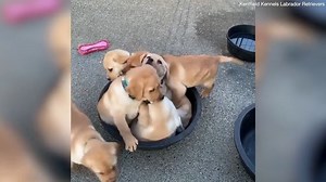 Adorable moment six Labrador puppies squeeze into a bucket
