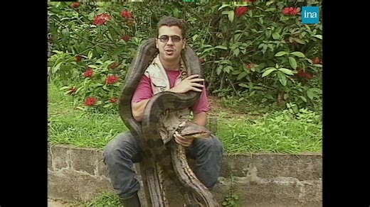 Alors que l'anaconda continue de terroriser le public au cinéma, petite présentation anti idées reçues de ce serpent que l'on peut croiser en Guyane 🐍 #Ina #Archives | INA