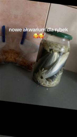 New Aquarium Setup for Herring in a Glass Jar