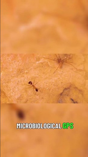 Collective Intelligence Ants Inspire Us 🌍✨