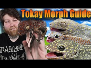 Full Tokay Gecko Morph Guide Part 2