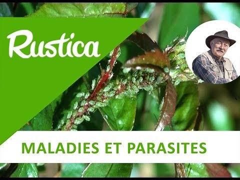 La lutte bio contre les pucerons