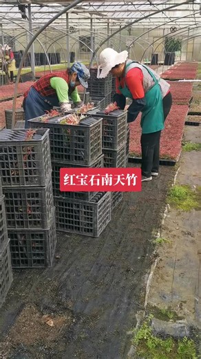 Nandina domestica ‘Ruby’ Care and Export Tips