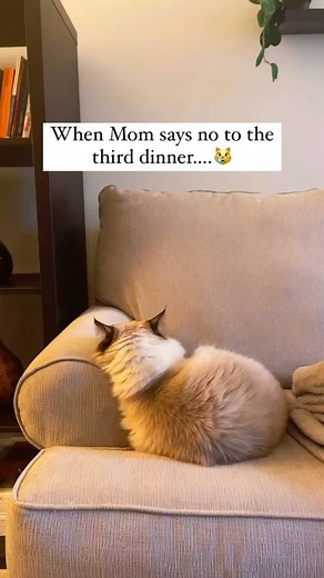 5.6K views · 124 reactions | Meow meow meowwww…. . . . . . . . | Siamese.connection | Facebook