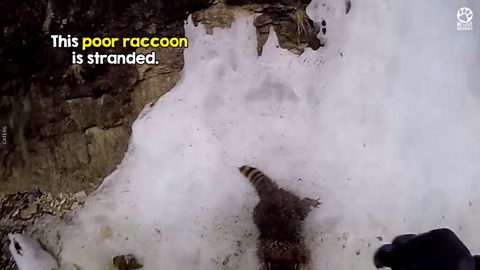 Floodwaters left the terrified raccoon stranded on the icy riverbank. One brave man jumped into the freezing water to save him