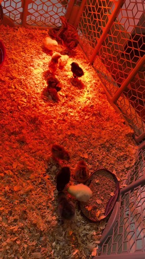 Rainbow Eggs: Colorful Wonders from Our Chickens