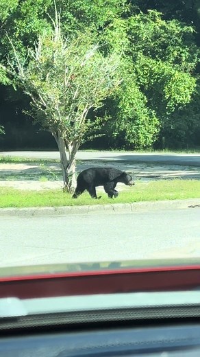 Florida Black Bear: Habitat, Behavior, and Conservation