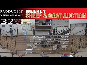 7/15/2025 - Sheep & Goat Auction - Producers Livestock Auction Company