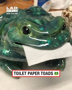 Toilet paper toads 🐸 | LADbible New Zealand
