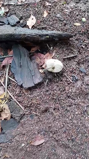 PARECE UM ALIEN 😳😱😱😱 #fashion #fowllowme #love #instagood #tbt #cute #photooftheday #vida #happy #beautiful | Viraltok