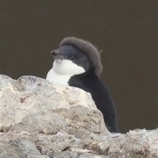 this penguin with an afro is winning hearts and racking up millions of views $pengfro