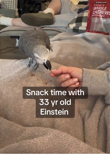Bonding with Einstein: Our Nightly Parrot Routine