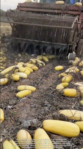 Spaghetti squash returned to soil for fertility