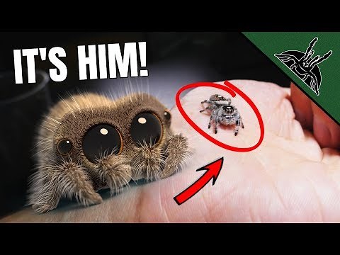 REAL LIFE Lucas The Spider - Setting up the enclosure
