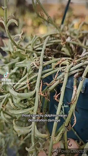 I'm sure we've all dehydrated a string of dolphin once or twice let's fill mine back out! #plantdoctor #isin #wickedplantshop #wickedplants #stringofdolphins #dehydration #planthelp #planttricks #planttips #howto | The Wicked Plant Shop