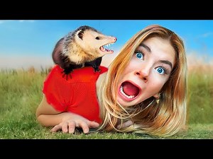 I SURVIVED A Wild Possum Attack!