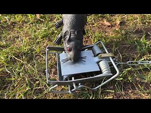 How to set a Mark 4 Fenn trap to catch rats and squirrel.