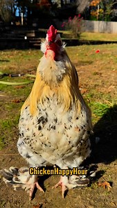 Colleen, Coleen! Frankie the rooster is summoning you! 📣🐔 #colleen #coleen #memesdaily #funnyanimals #colleenhoover #colleenballinger #comedy #chickensofinstagram #rooster #chickens #chickenhappyhour Audio: @borariechorar ✨ | Chicken Happy Hour