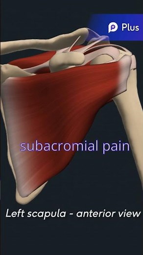 Shoulder Abduction and Rotator Cuff Overview