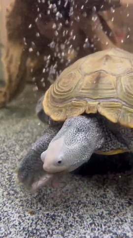 My pet turtle Oreo finds, chases, and hunts fish meals in her tank