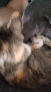 Petit matin en douceur je me sans un peux observer 😂 C est l heure du petit déjeuner alors ils attendent les gourmand 😂 | Pour le plaisir de créer avec mes chats