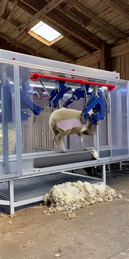 Futuristic AI Shearer Takes on a Sheep — Chaos Ensues!