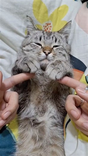 Casper new video 😍😍#casper #cat #kitten #pets