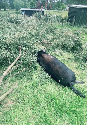 Creating a Cozy Nest for Pet Pigs with Branches